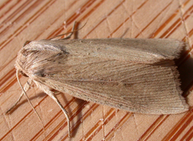 Linen Wainscot